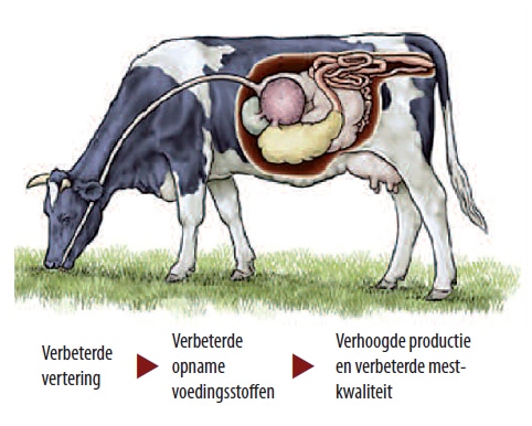 Voordelen PrimeHumic humus-en fulvinezuur bij melkvee darmgezondheid koeien