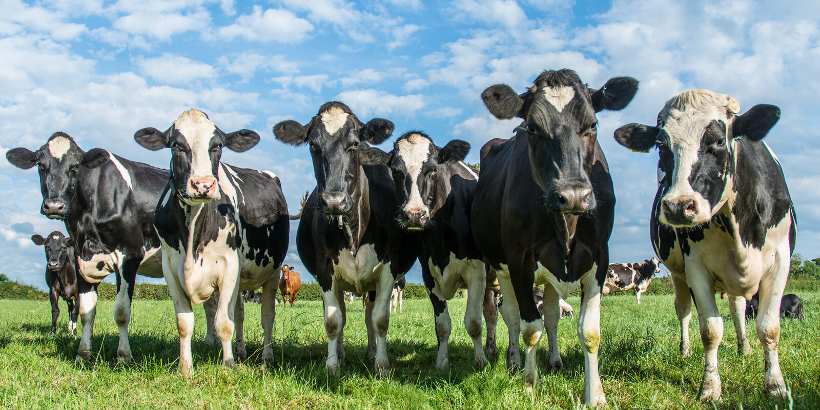Cows