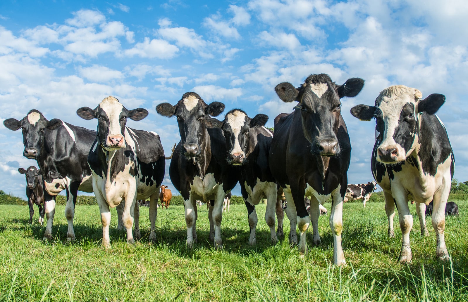 Cows