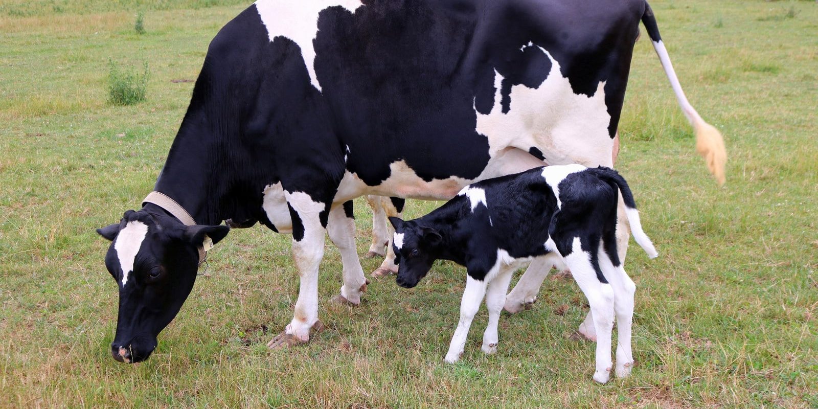 Holstein Cow with Calf Outside