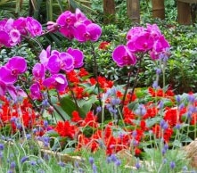 Gewas-planten-hoveniers Plantenvoeding hoveniers