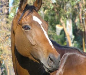 Aanvullende voeding paarden