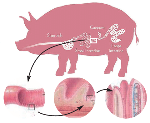 darmgezondheid varkens