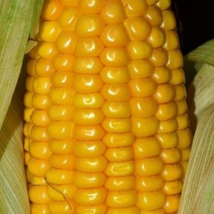 Groei maïs