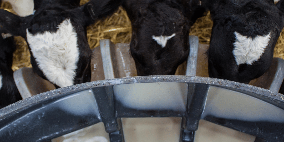 Kalveren drinken biest