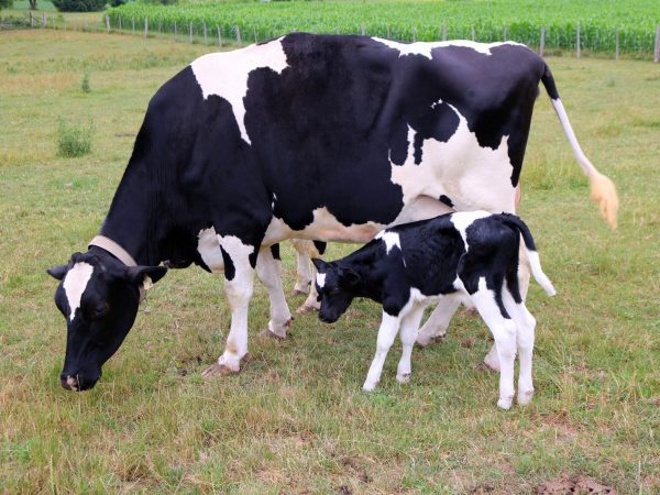 Newborn Holstein calf with mom outdoors in the meadow