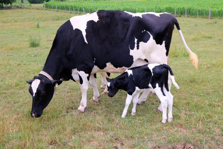 Holstein Cow with Calf Outside
